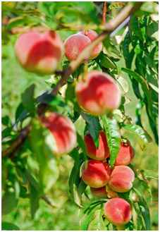 桃树常见病虫害及其防治方法