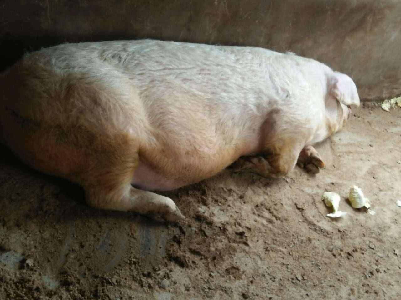 母猪不吃食是什么原因？母猪不吃食怎么办？