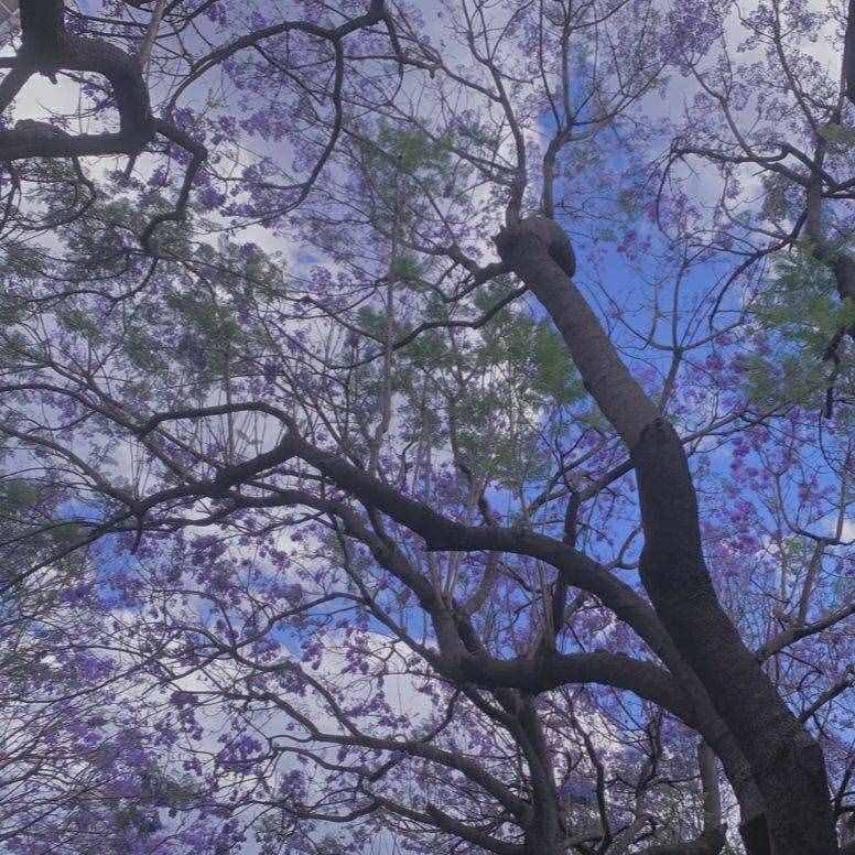 见过开紫色花的树吗