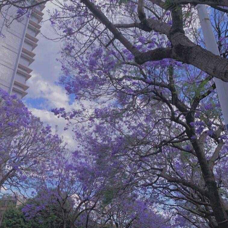 见过开紫色花的树吗