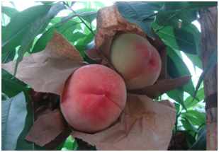 桃树常见病虫害及其防治方法