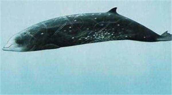 鲸鱼的种类名称大全