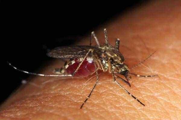 巴西发现新型寨卡病毒！通过蚊子传播，没有特效治疗方法