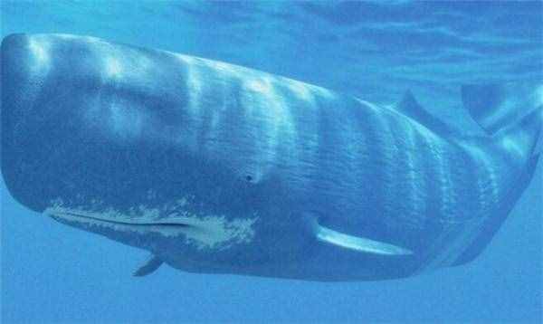 鲸鱼的种类名称大全