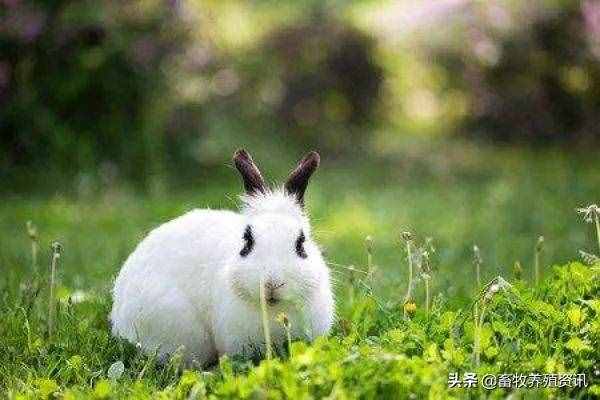 兔子种类有哪些？养兔子什么品种好？