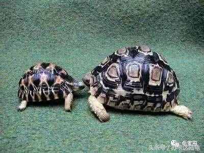 豹纹陆龟介绍与饲养