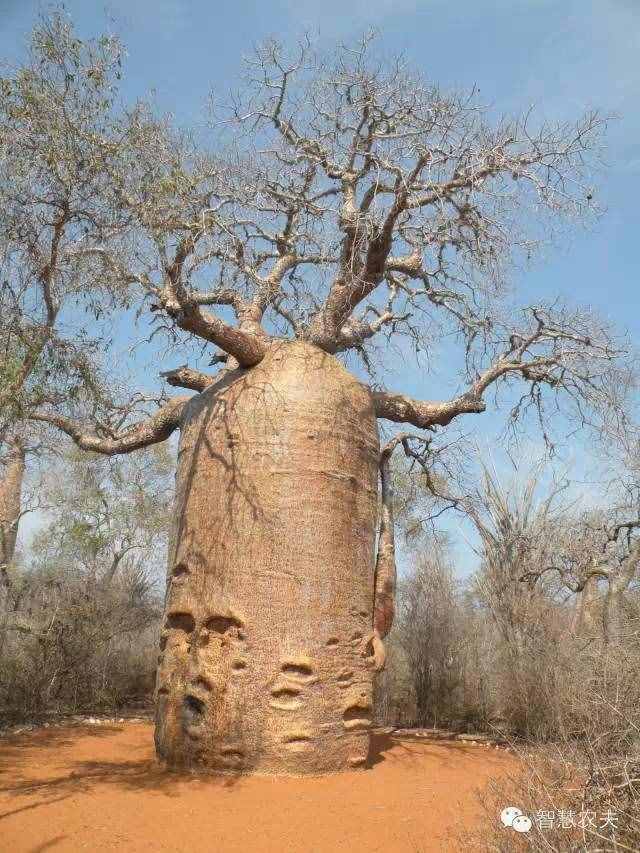 非洲猴面包树你见过吗？一棵树结的果实能养活两个人！