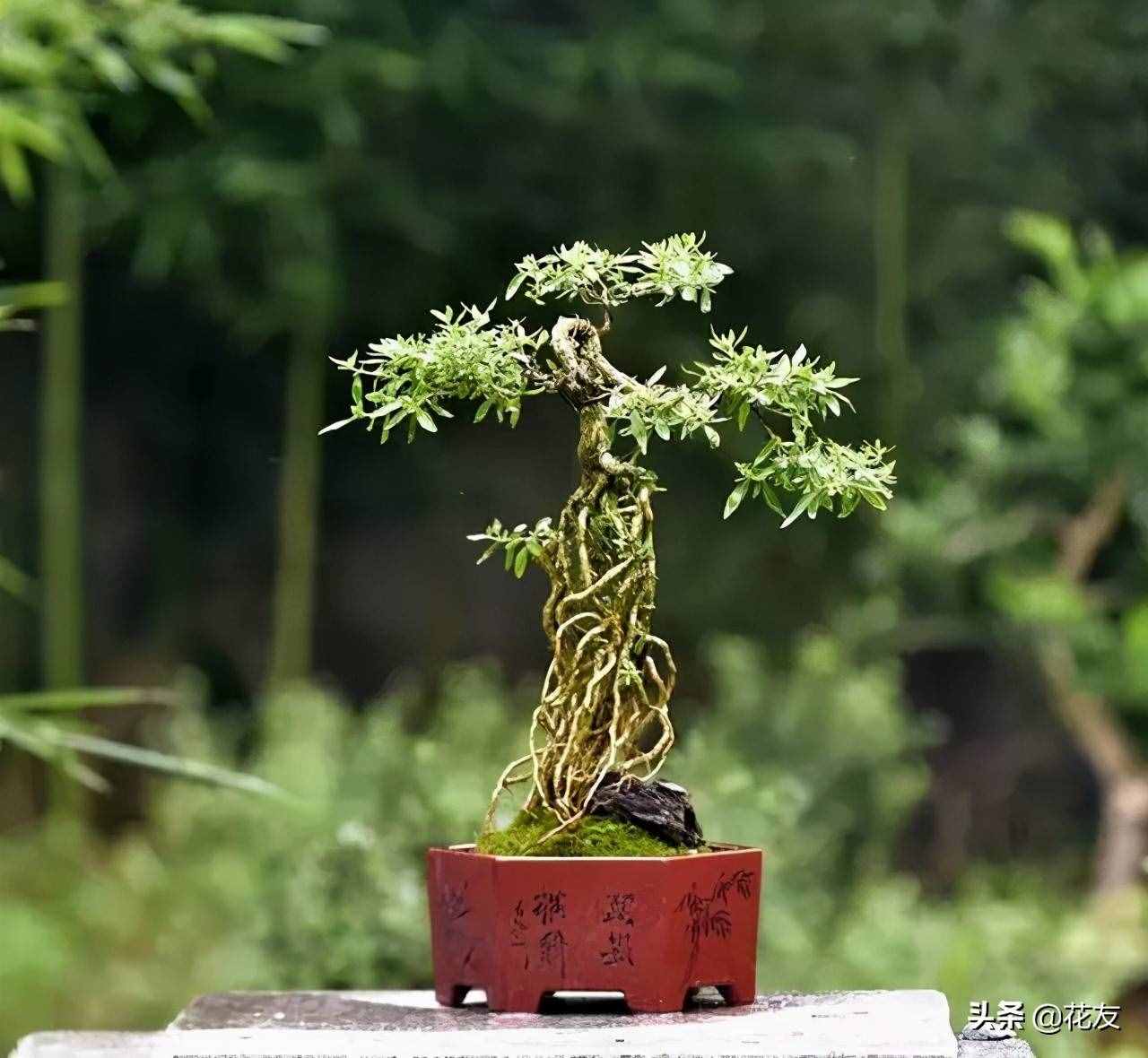 六月雪的日常养护和盆景造型，萌芽强，耐修剪