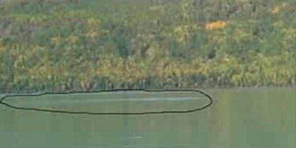 喀纳斯湖水怪真身？科学家认为“湖怪”可能是哲罗鲑