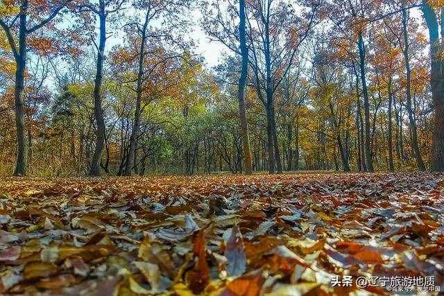 山东：日照这些旅游景点很不错，藏着一天“喝”掉两吨水的古银杏