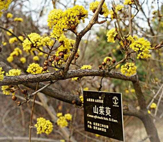 中药古今研究：山茱萸