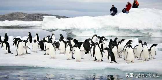 企鹅可以在南极生存吗？