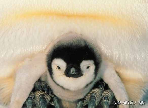 企鹅可以在南极生存吗？