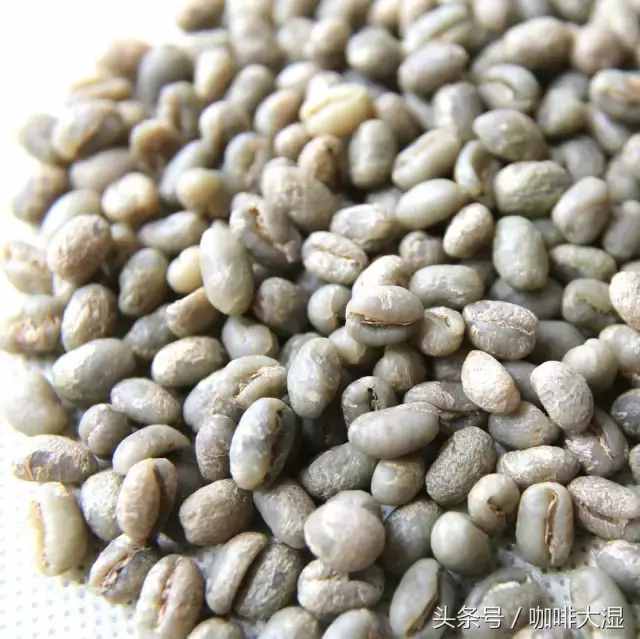 咖啡百科│详解11个最常见的咖啡豆种
