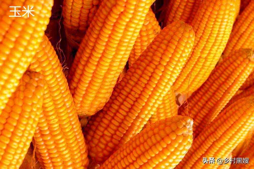 农作物玉米是怎么来的？是国产吗？一口气搞懂玉米的前世今生