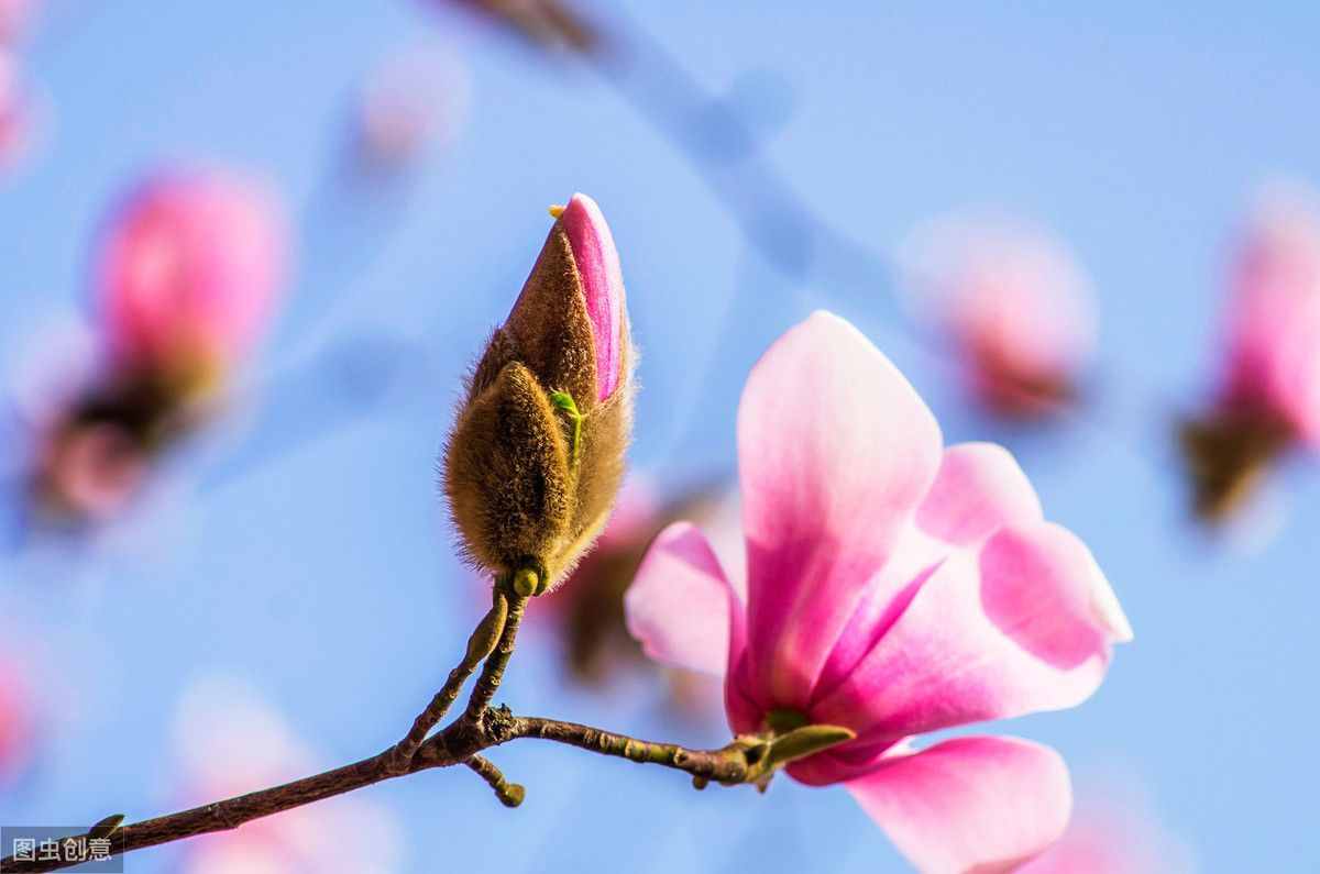 王维诗中的“木末芙蓉花”是什么花？跟常见的玉兰花是一种花吗？