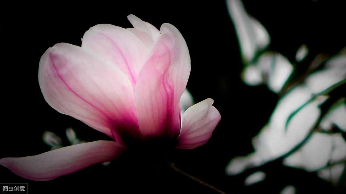 王维诗中的“木末芙蓉花”是什么花？跟常见的玉兰花是一种花吗？