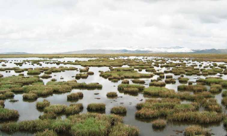 为什么湿地被誉为“地球之肾”？2月我们一起关注湿地、善待湿地！
