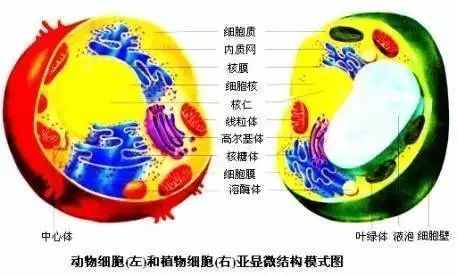 初中生物知识点总结