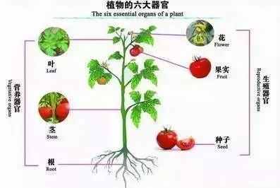 初中生物知识点总结