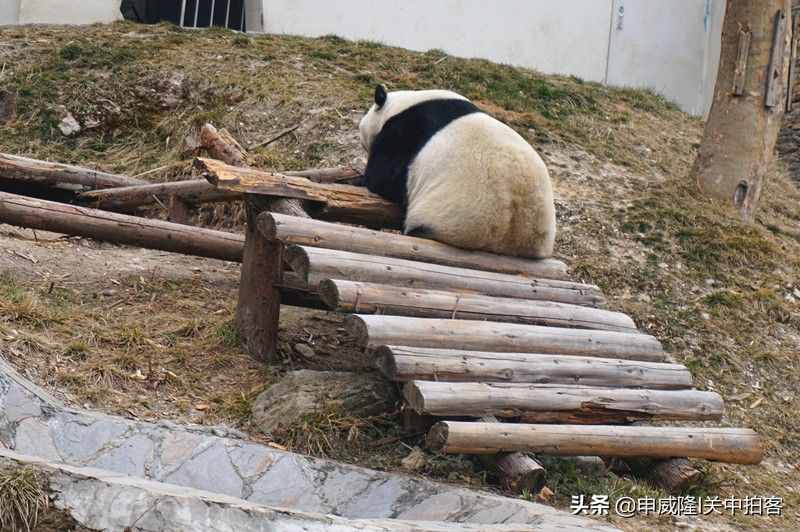 卧龙：四川大熊猫栖息地