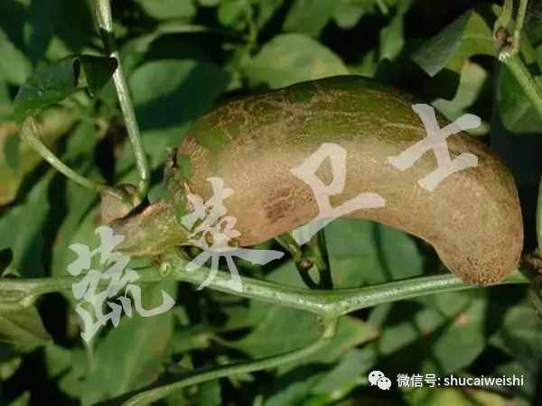 蓟马与茶黄螨危害区分及防治方法