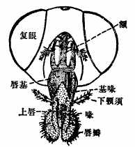 科普 | 昆虫各式各样的口器