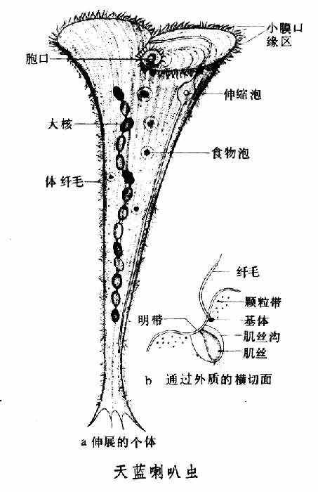 单细胞生物就一定很小吗？这些单细胞生物大到能完全颠覆你的认知