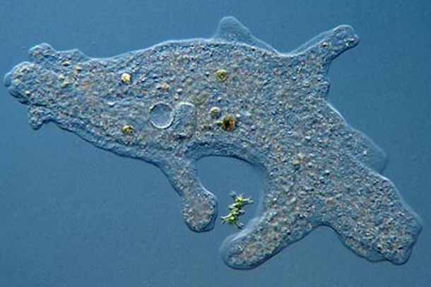 单细胞生物就一定很小吗？这些单细胞生物大到能完全颠覆你的认知