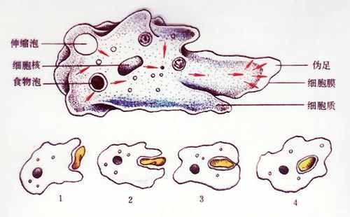 单细胞生物就一定很小吗？这些单细胞生物大到能完全颠覆你的认知