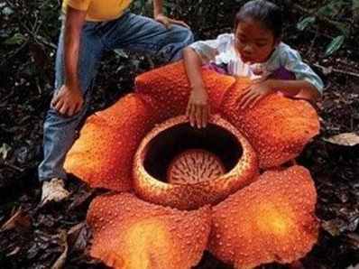 亚马逊丛林里的古怪食人花，生吞活物才会开花，种子如足球大！