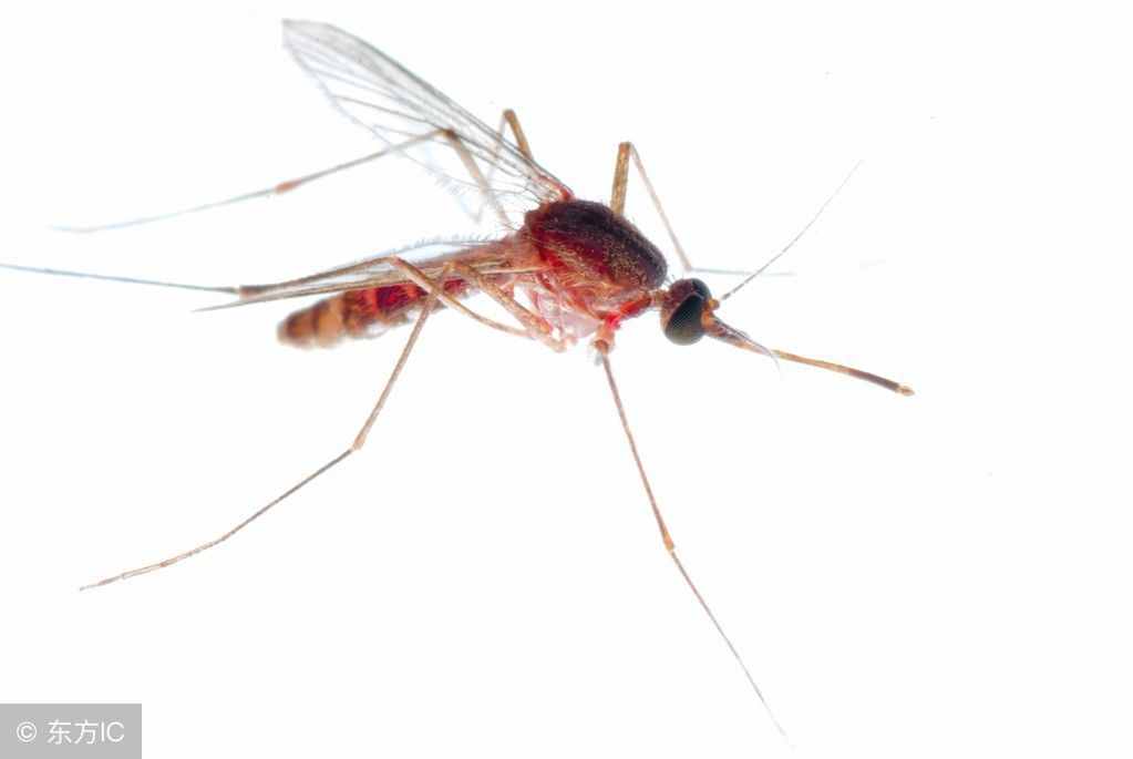 关于蚊子，你需要知道的冷知识