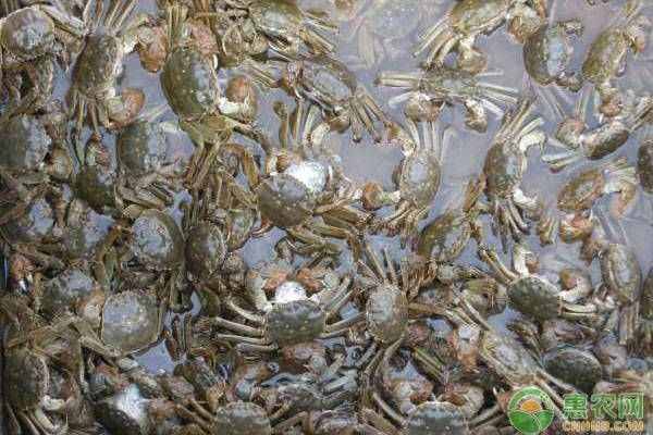 不新鲜的螃蟹吃了会怎样？螃蟹死亡超过5小时还能吃吗？