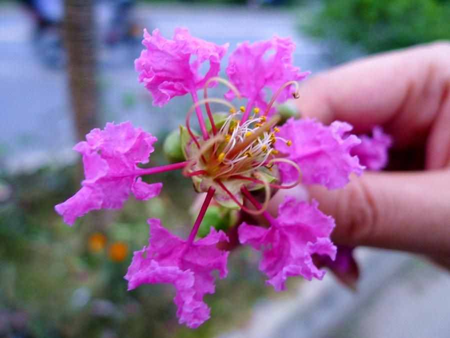 紫薇又叫痒痒树，治烧烫伤湿疹