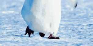企鹅走路去找北极熊玩，北极熊说「你家那么冷，我才不去呢！」