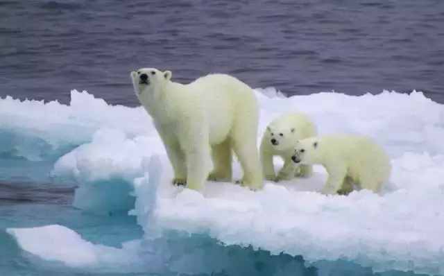 企鹅走路去找北极熊玩，北极熊说「你家那么冷，我才不去呢！」