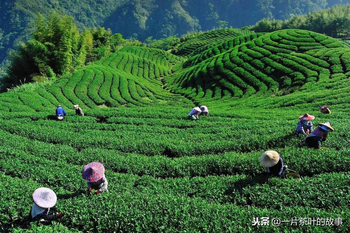 山重水复疑无路，柳暗花明又一村丨读典