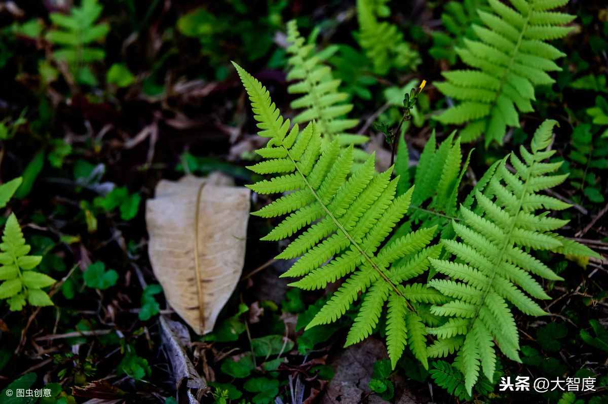 上联：春风一拂千山绿；下联怎么对