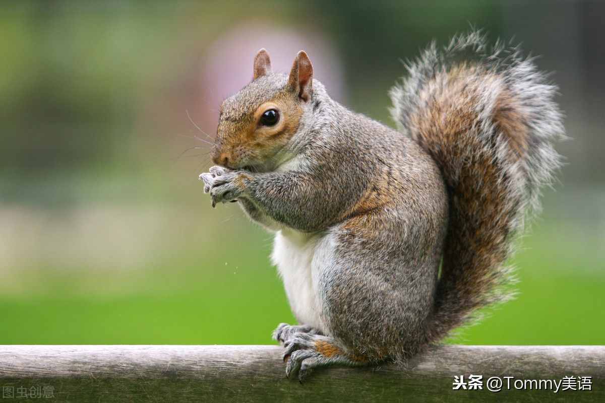 15秒记一个单词（第2851个）squirrel