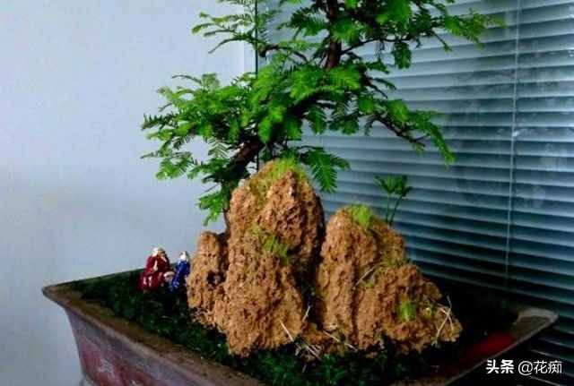 水杉，植物界“活化石”，做成盆景漂亮极了，几十块就能买一盆