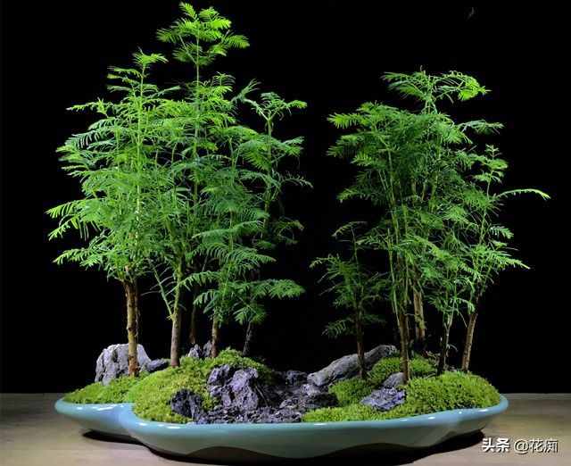水杉，植物界“活化石”，做成盆景漂亮极了，几十块就能买一盆