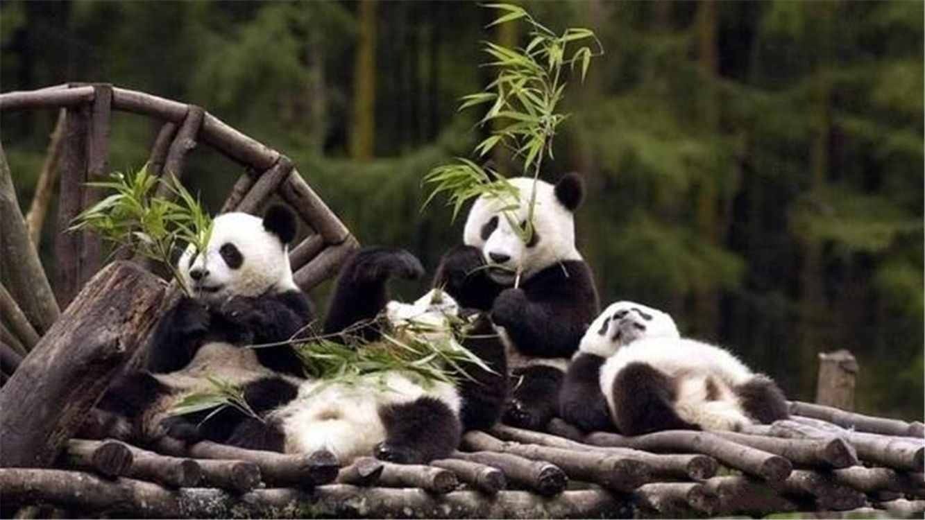 大熊猫为什么会成为国宝？以卖萌为生的熊猫，背后有一部血泪史