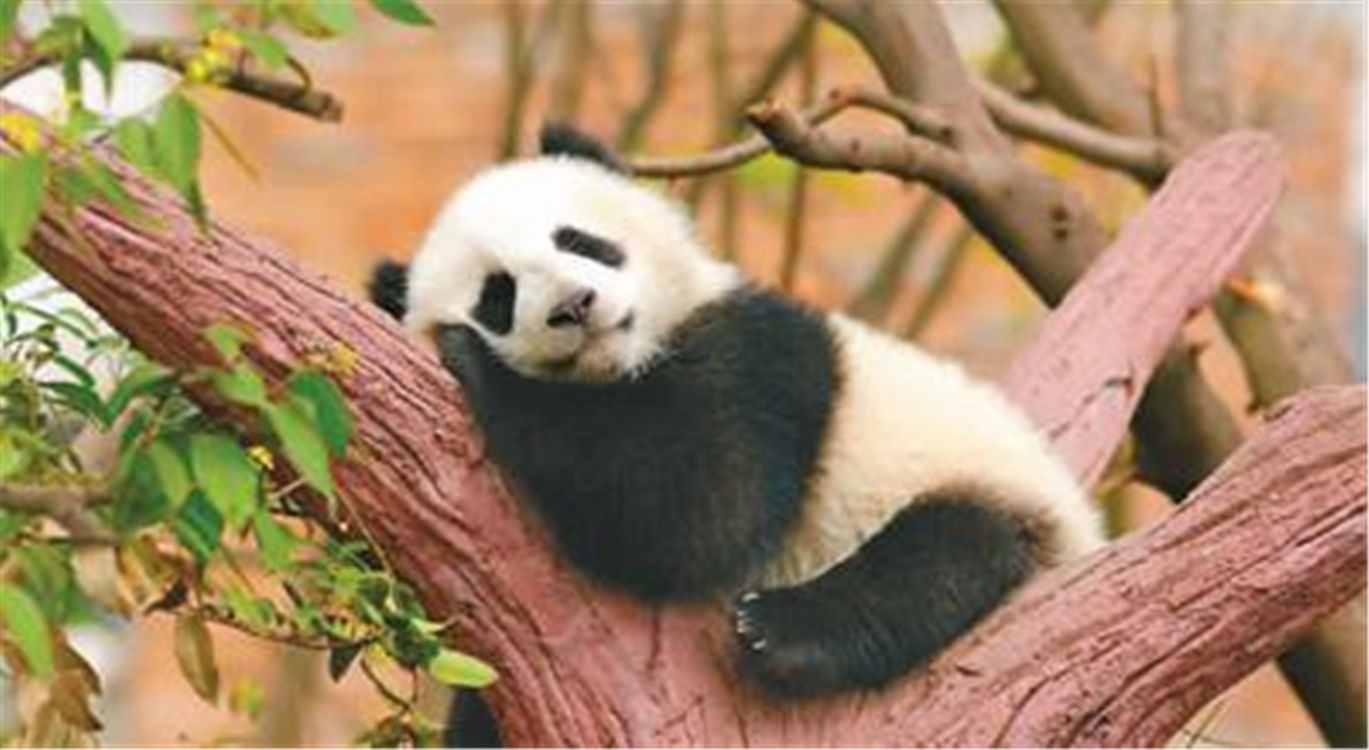 大熊猫为什么会成为国宝？以卖萌为生的熊猫，背后有一部血泪史