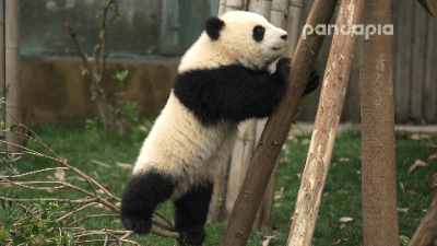 大熊猫是猫科动物吗？