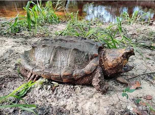 佛罗里达州一小河出现三只巨大鳄龟，最大一只45千克，非常罕见