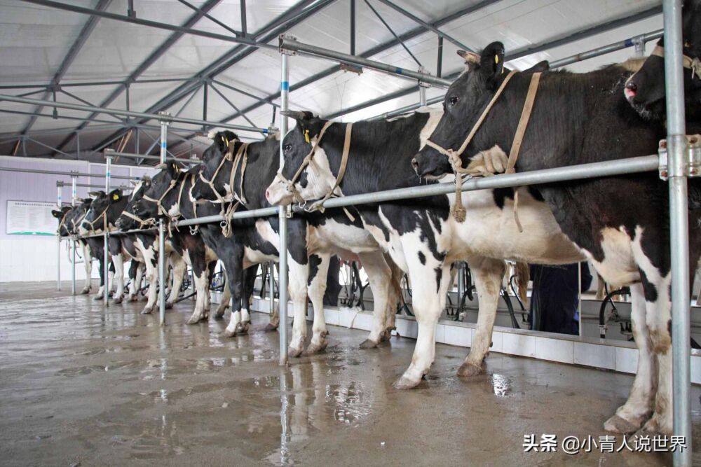 世界十大牛奶生产国排名