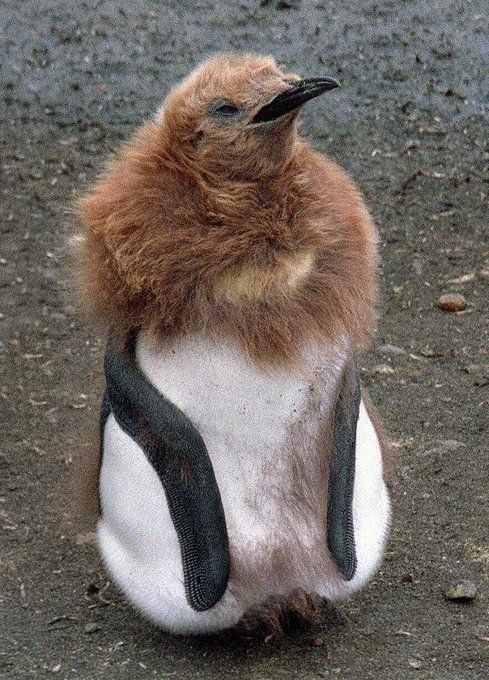 企鹅换毛超搞笑，像是个穿着皮草的阿姨，还没穿裤子
