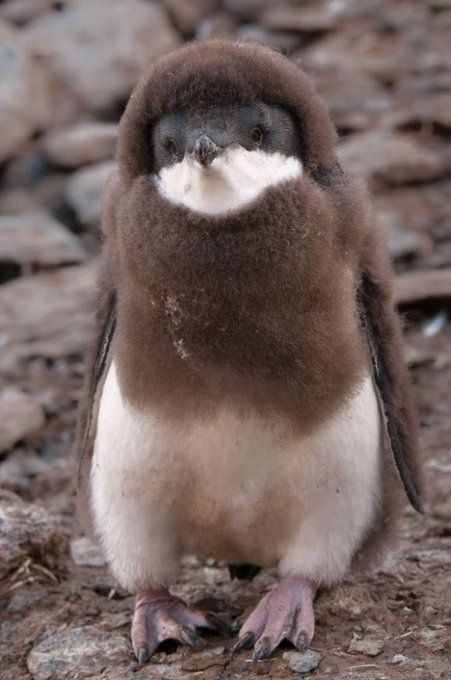 企鹅换毛超搞笑，像是个穿着皮草的阿姨，还没穿裤子