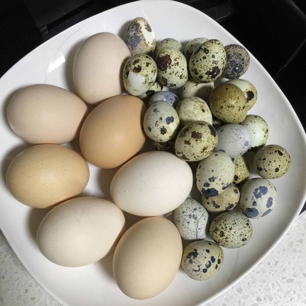 鸡蛋和鹌鹑蛋，谁更有营养？营养师说：不管好处，每天都别吃太多