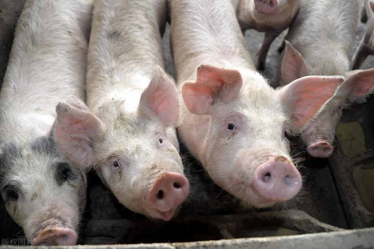 还有9天！中南6省生猪将禁运，会对猪价、肉价格局造成哪些影响